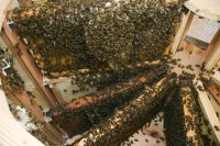 Bienenvolk-beim-Wabenbau.jpg